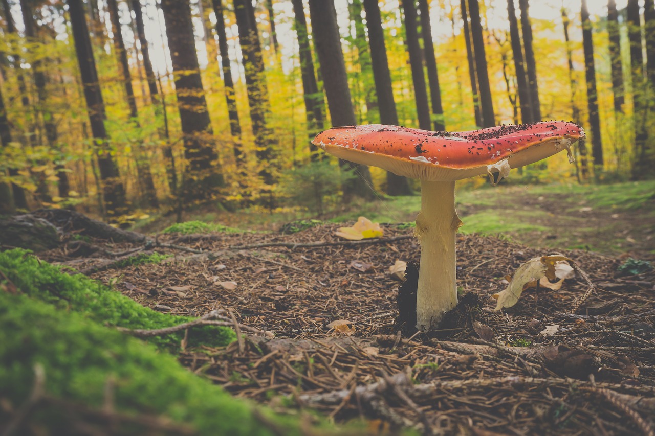 fly agaric  forest  mushroom free photo