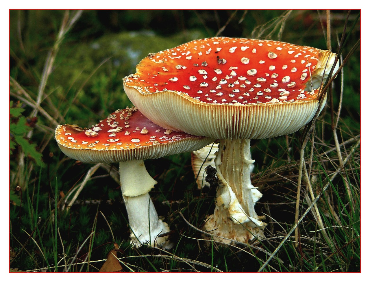 fly agaric mushroom forest mushroom free photo