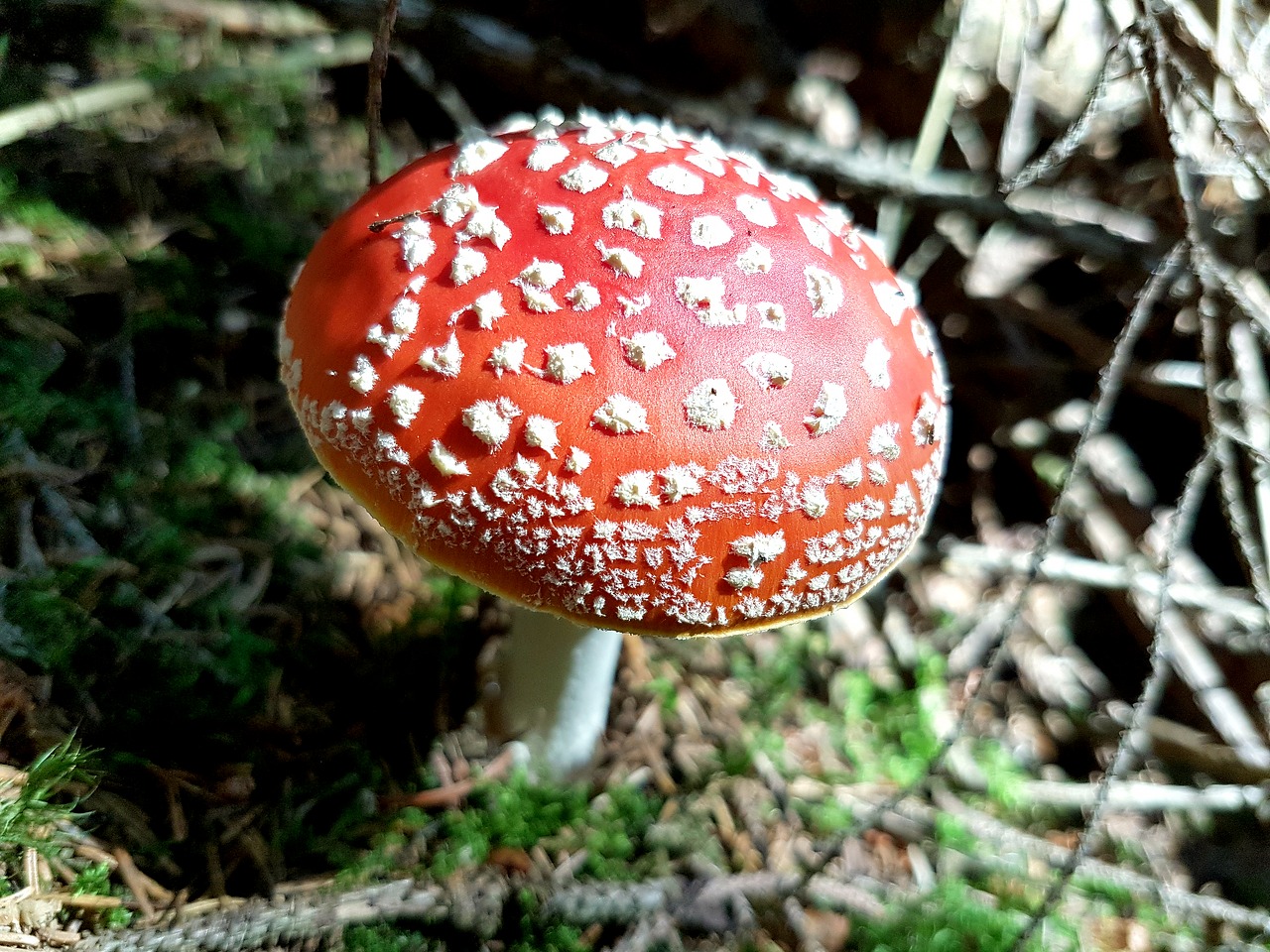 Белый гриб с красными пятнами