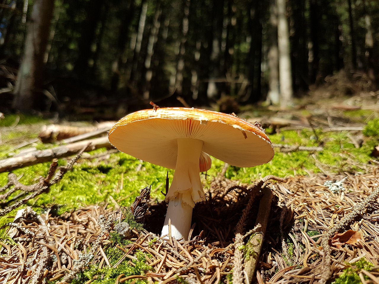 fly agaric  amanita muscaria  mushroom free photo