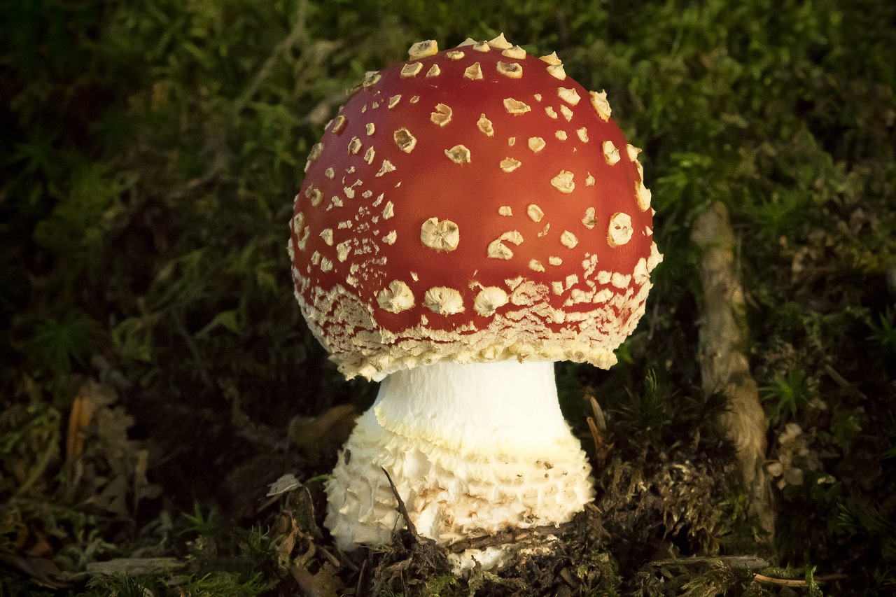 fly agaric  amanita muscaria  mushroom free photo