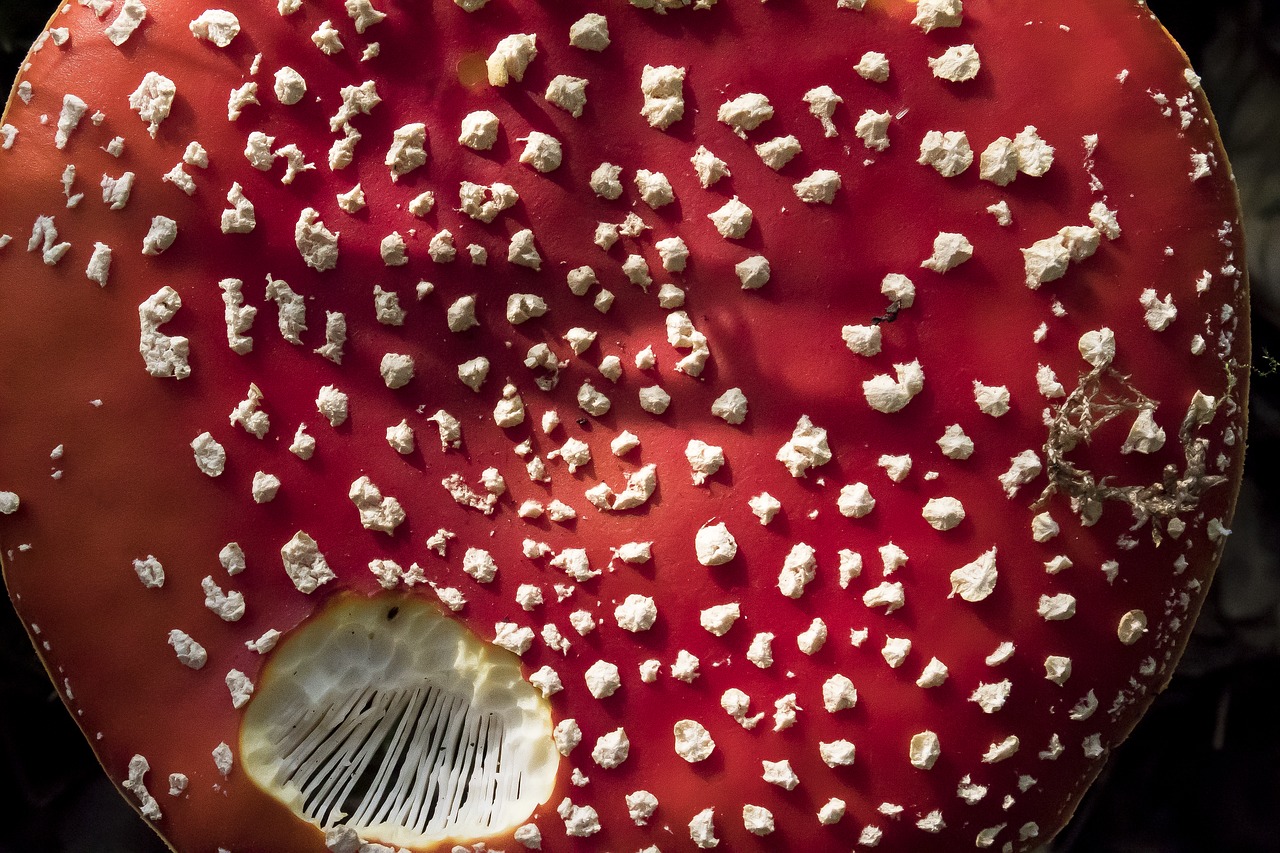 fly agaric  amanita muscaria  mushroom free photo