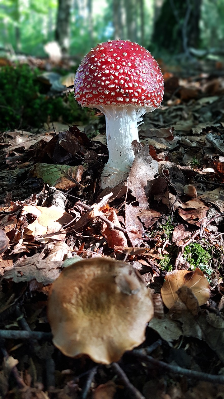 fly agaric  red  white free photo