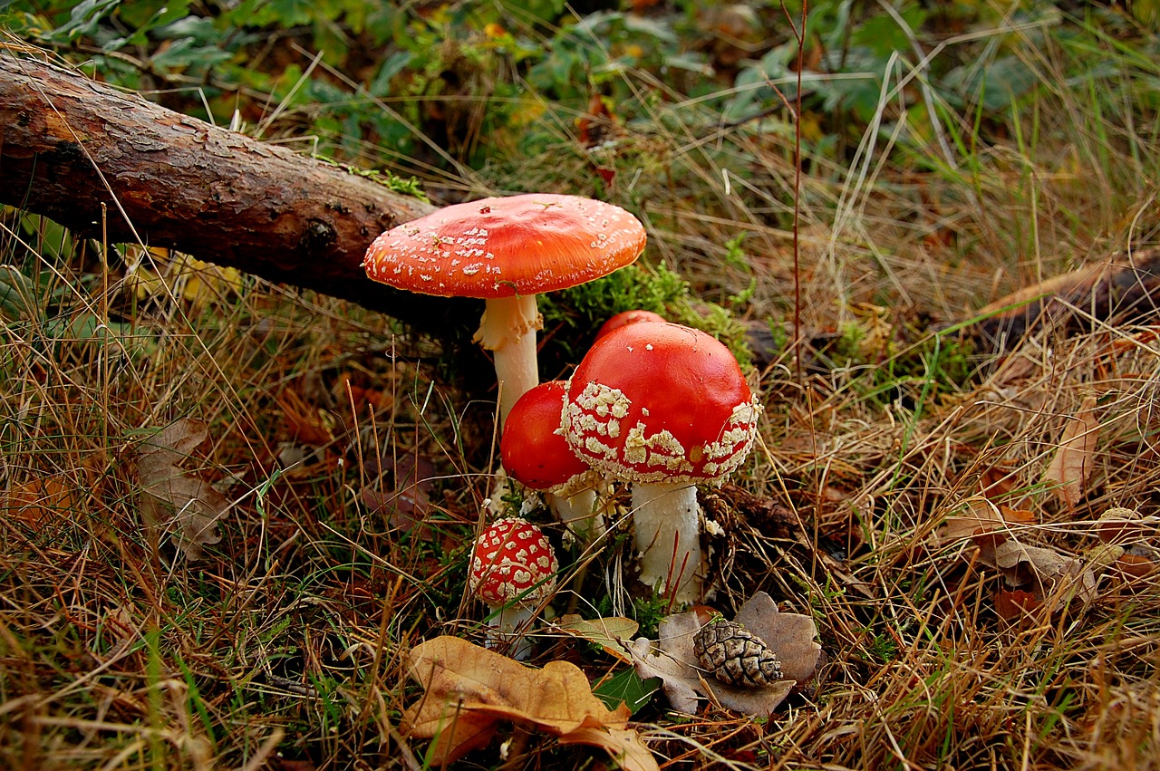 fly agaric  mushrooms  nature free photo