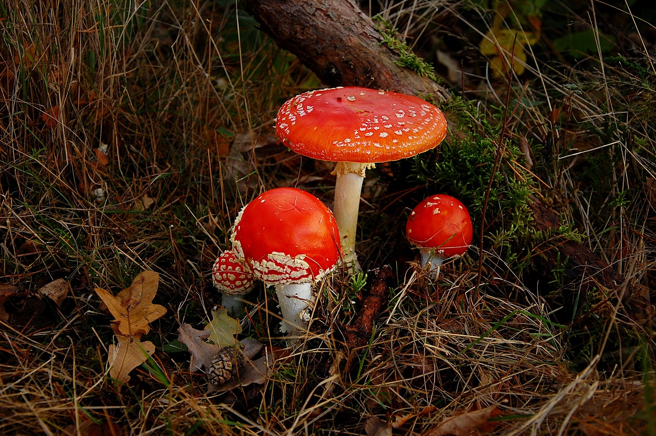 fly agaric  forest  nature free photo