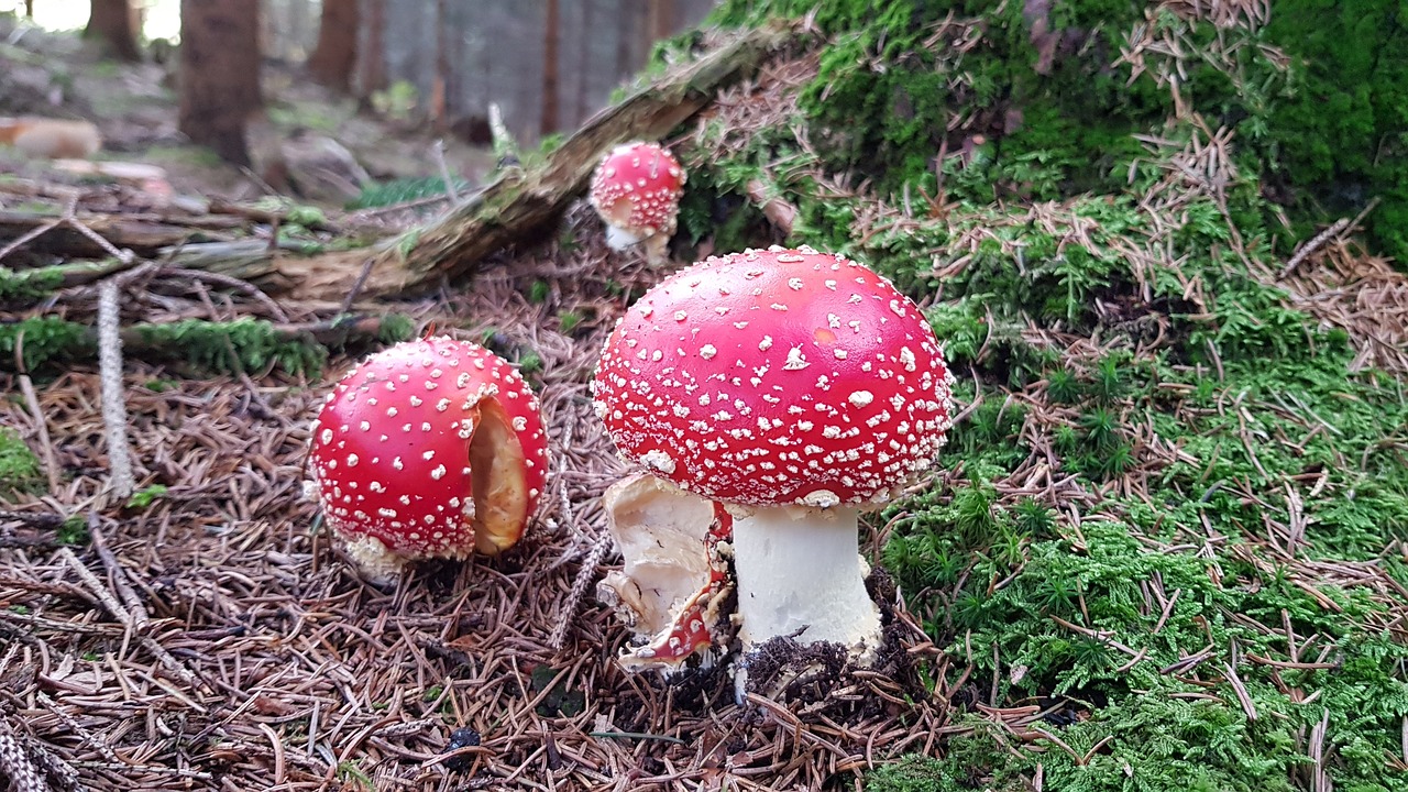 fly agaric  forest  green free photo