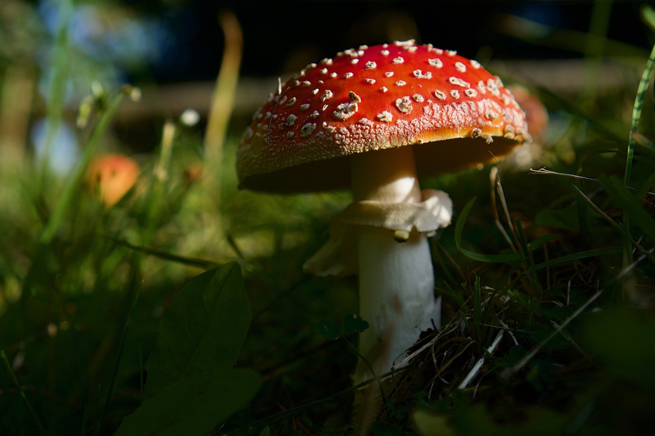 fly agaric  amanita muscaria  toxic free photo