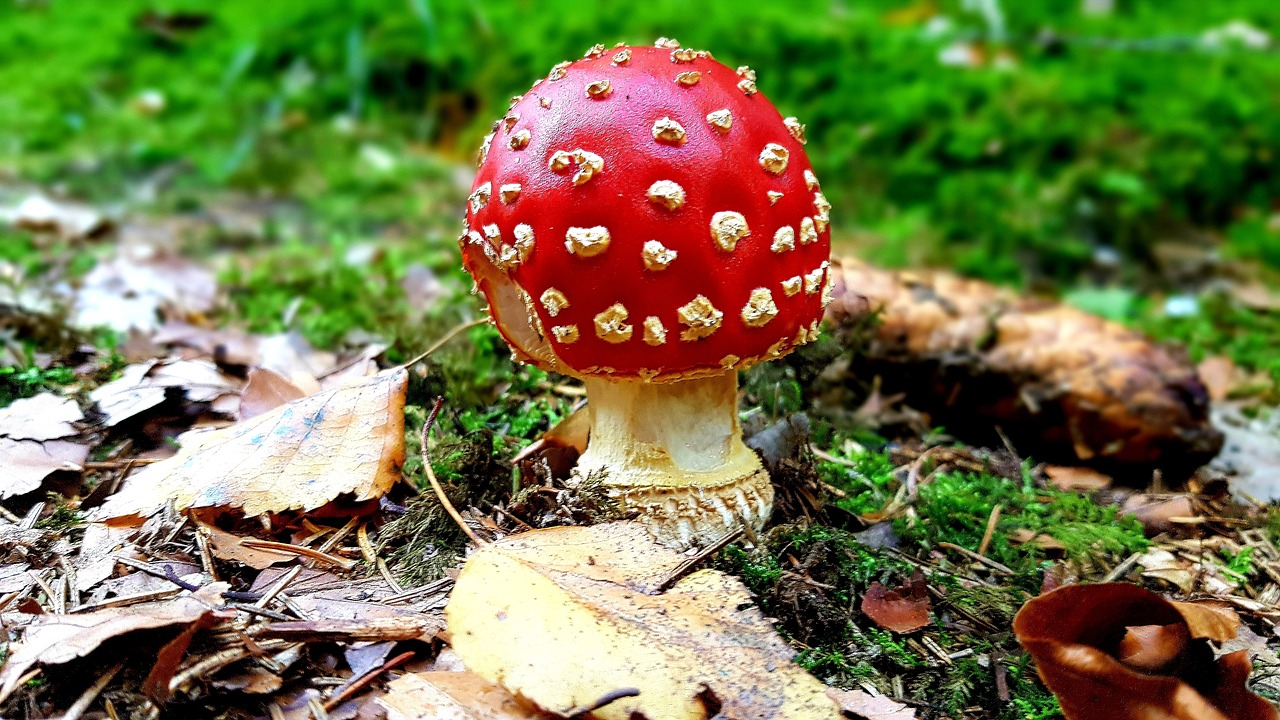 fly agaric  moss  forest free photo