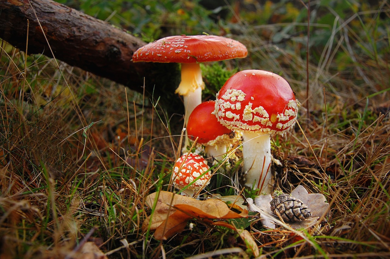 fly agaric  forest  nature free photo