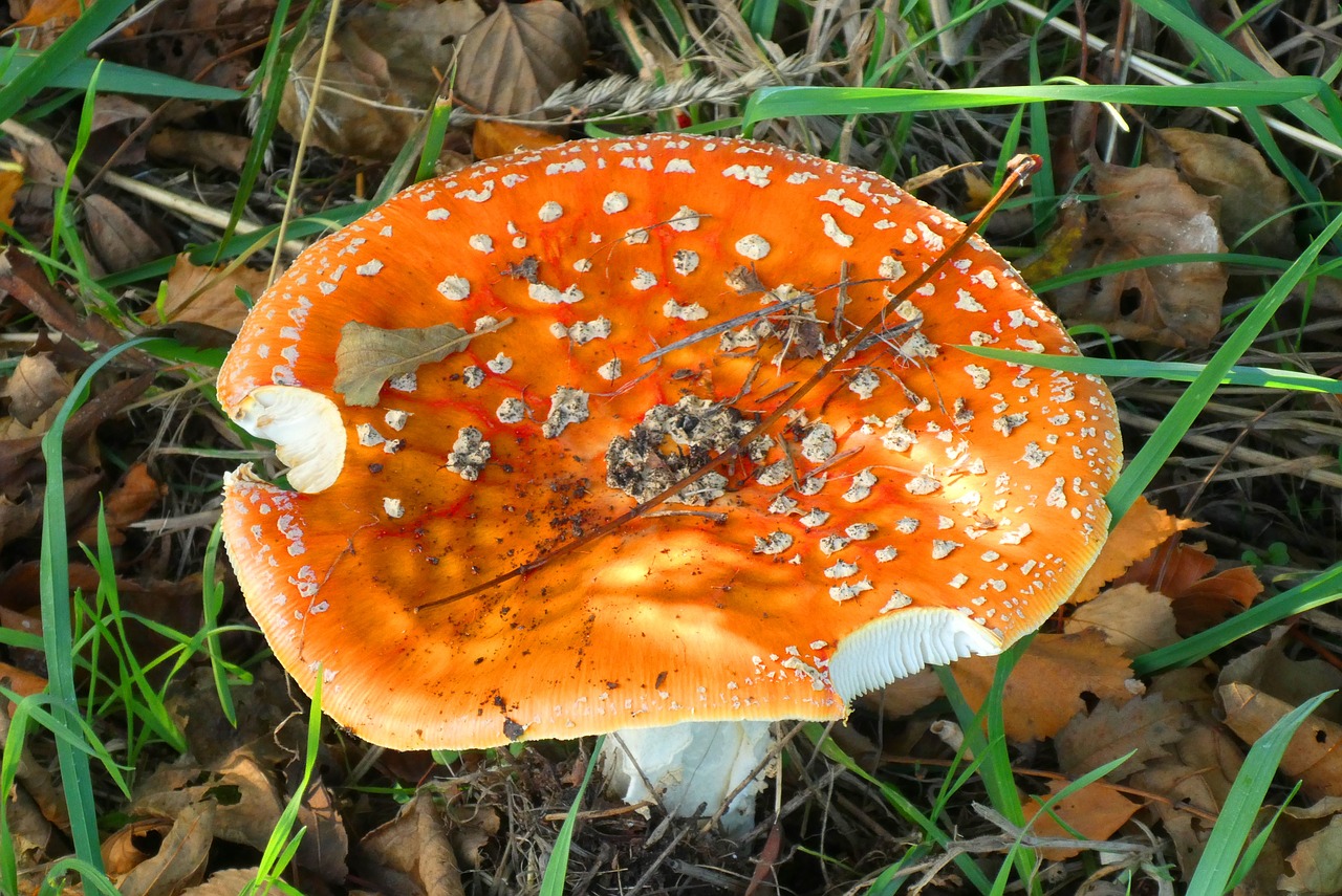 fly agaric  autumn  mushroom free photo