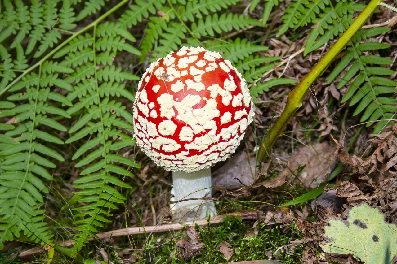 fly agaric  forest  spotted free photo
