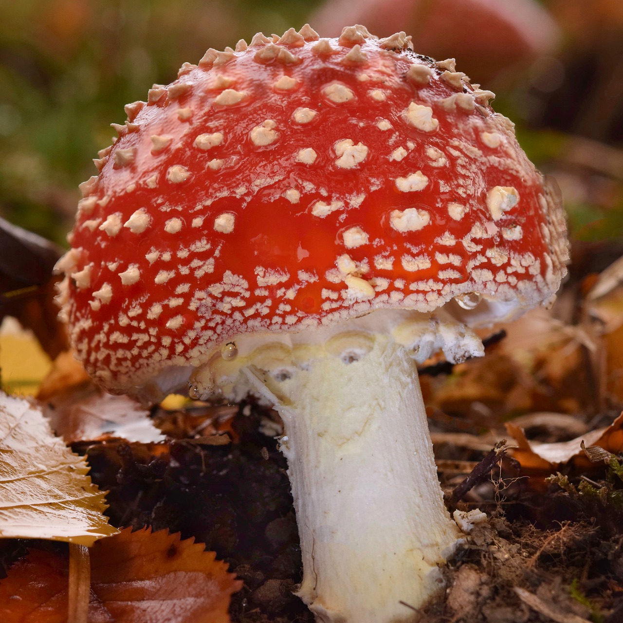 fly agaric  mushroom  autumn free photo