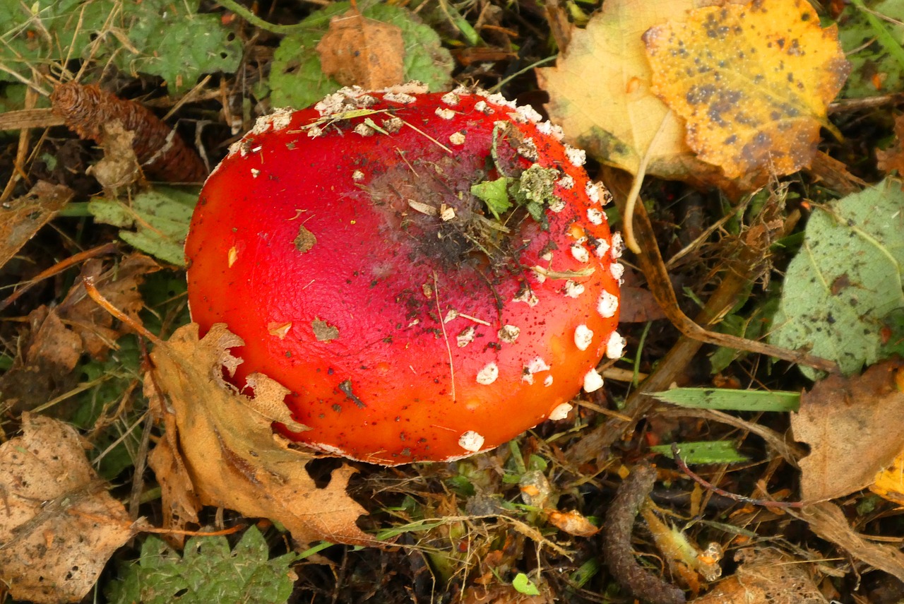 fly agaric  mushroom  autumn free photo