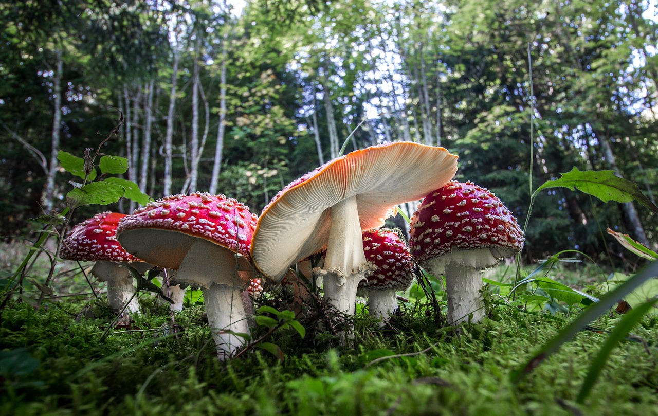 fly agaric  forest  nature free photo