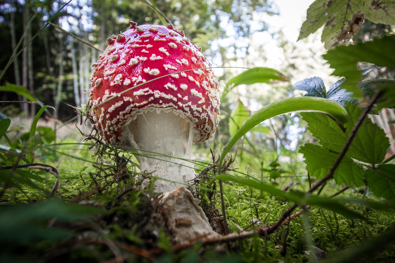fly agaric  forest  toxic free photo