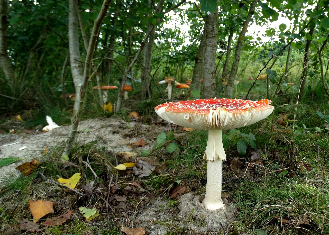 fly agaric  mushroom  forest free photo