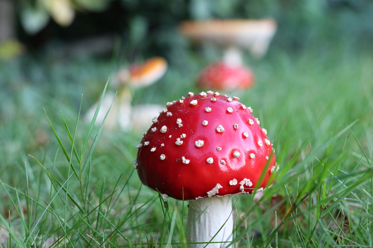 fly agaric  in the grass  garden free photo