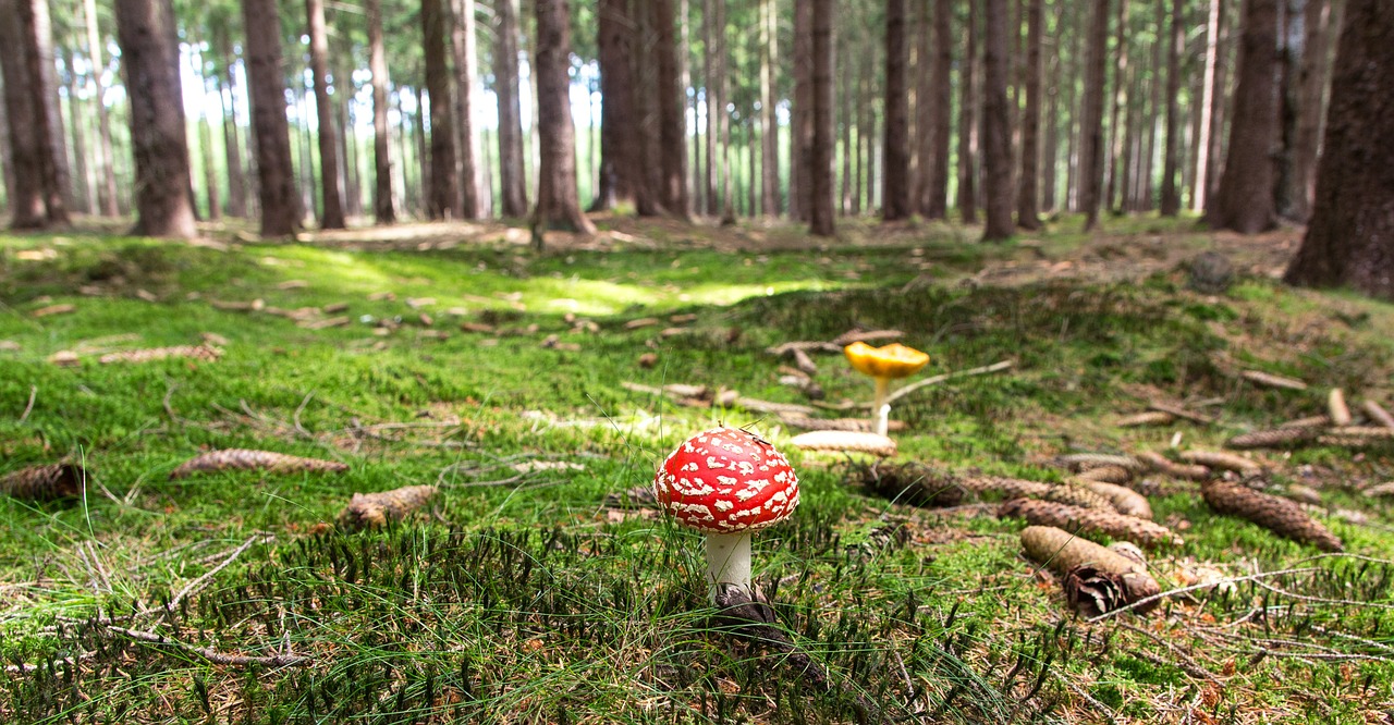 fly agaric mushroom forest free photo