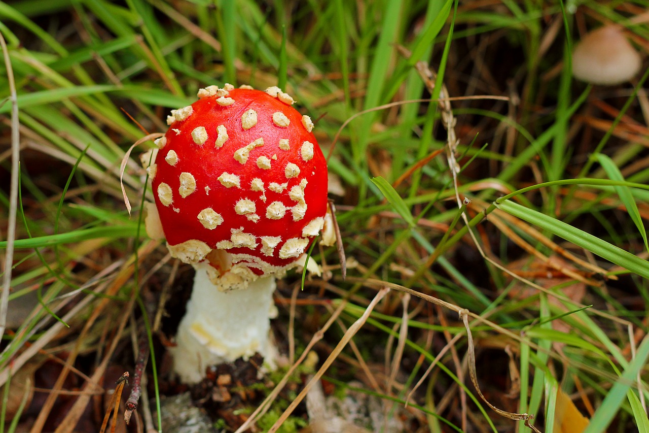 fly agaric mushroom toxic free photo