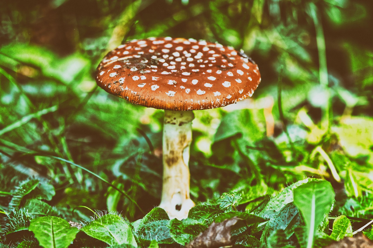 fly agaric  nature  forest free photo