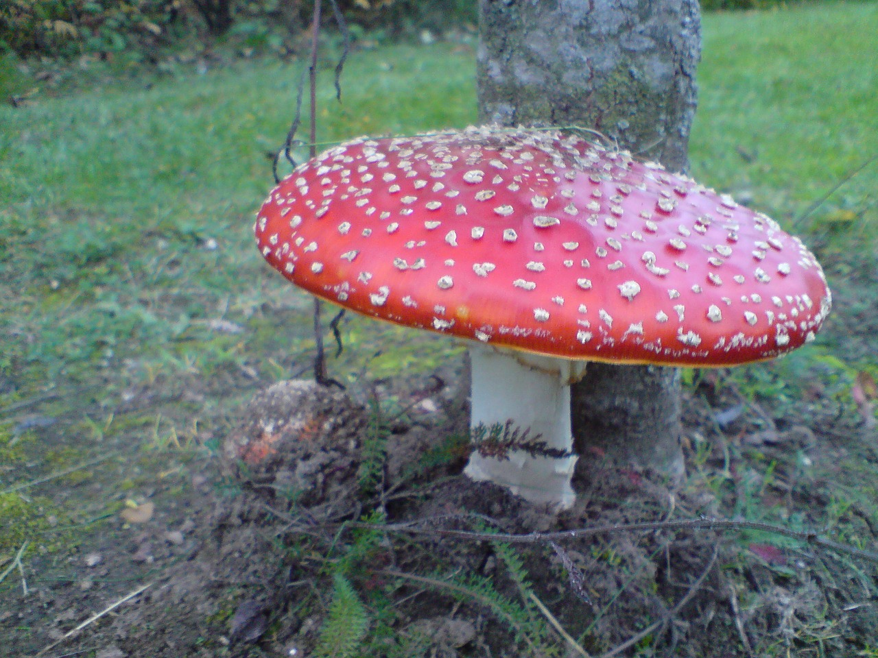 fly agaric forest red fly agaric mushroom free photo