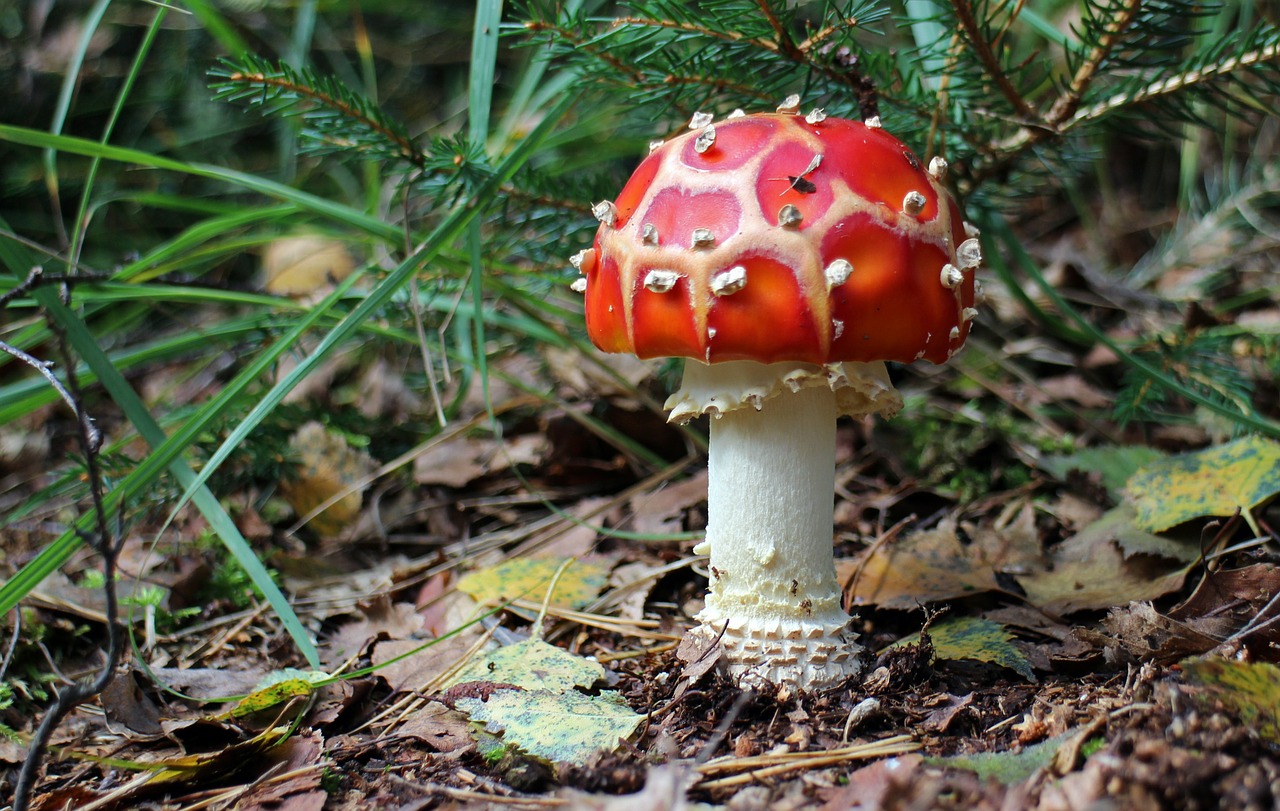 fly agaric mushroom forest free photo