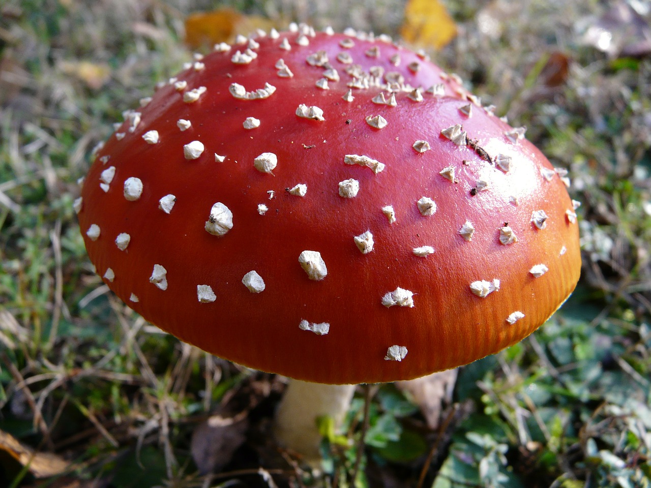 fly agaric poison mushroom free photo