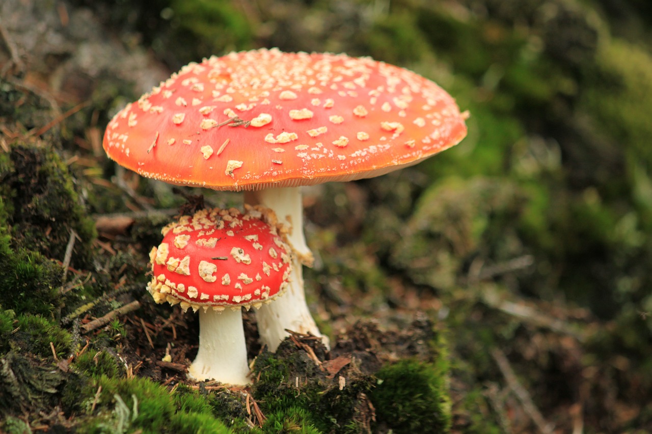 fly agaric mushroom autumn free photo