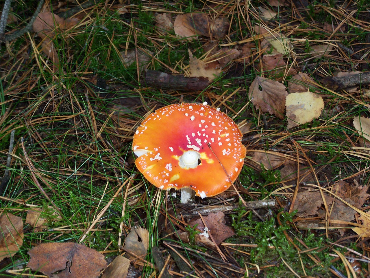 fly agaric mushroom autumn free photo