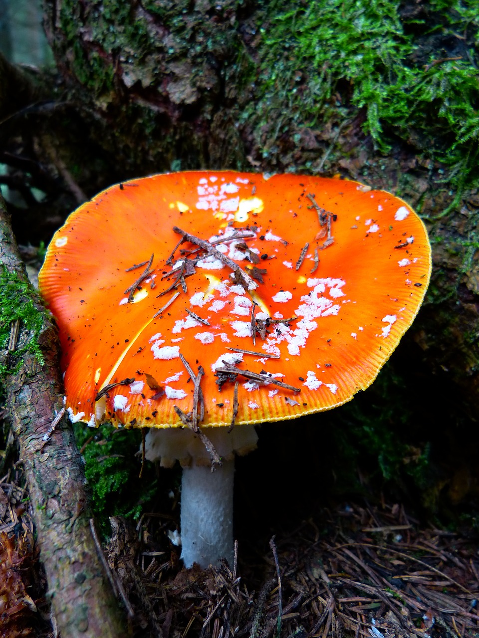 fly agaric mushroom red fly agaric mushroom free photo