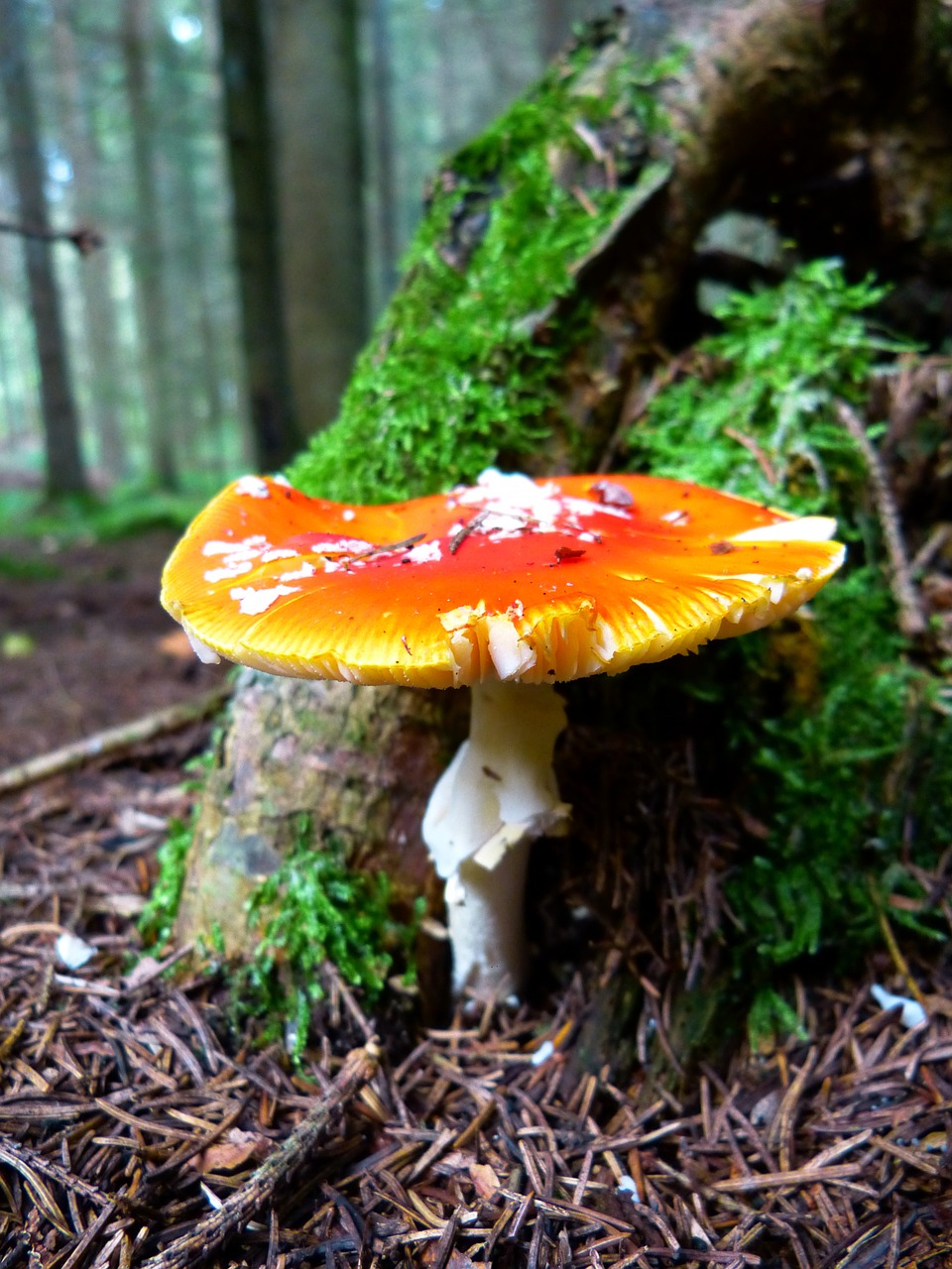 fly agaric mushroom red fly agaric mushroom free photo