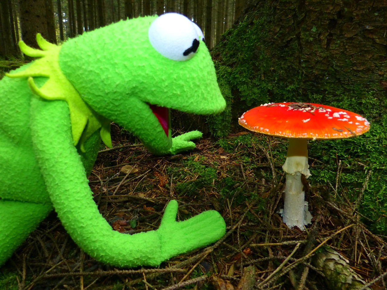 fly agaric mushroom red fly agaric mushroom free photo