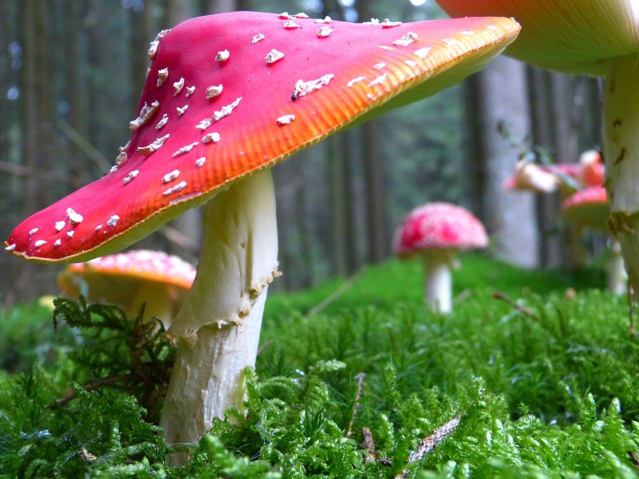 fly agaric mushroom mushrooms free photo