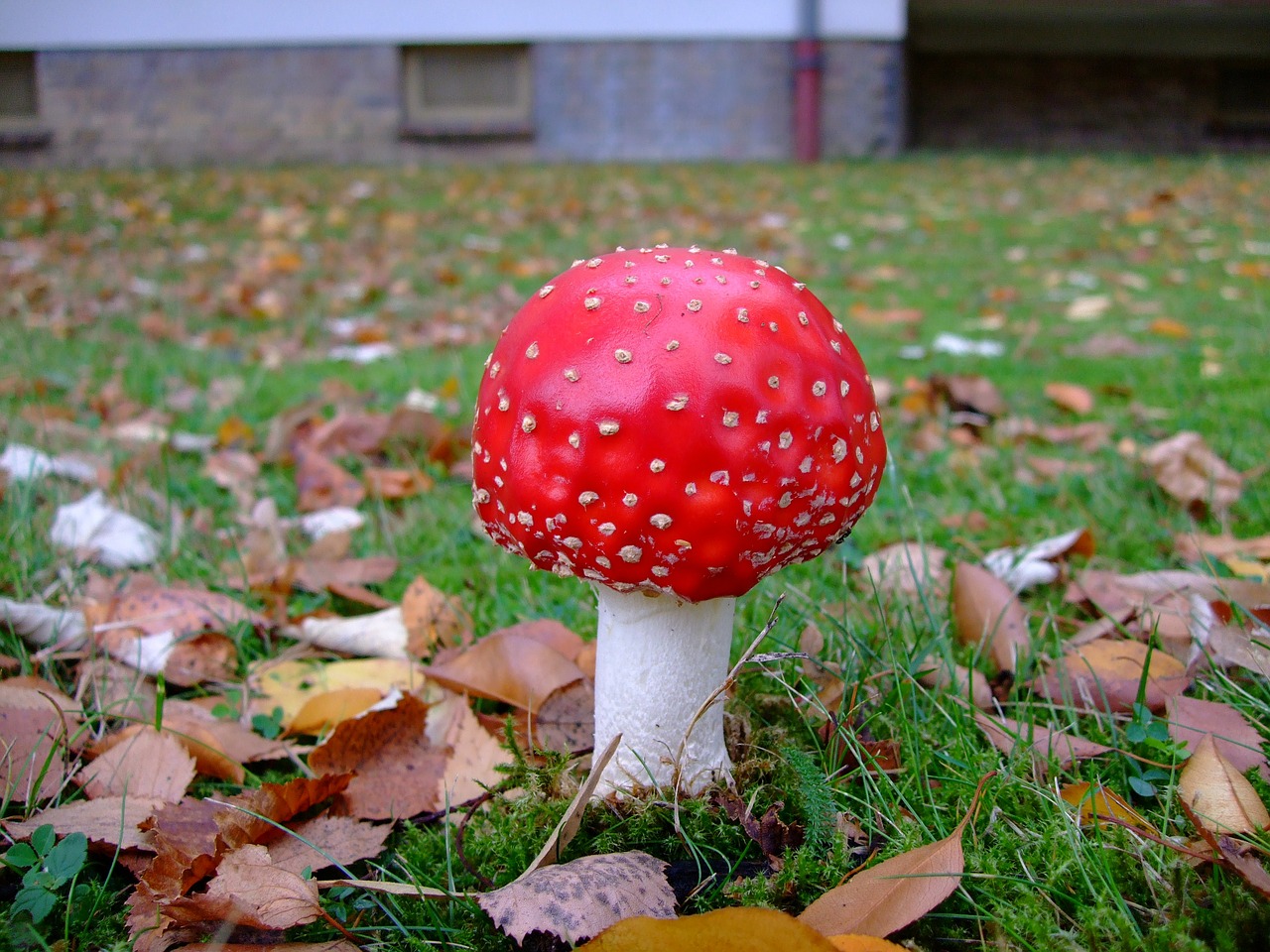 fly agaric toadstool toxic free photo