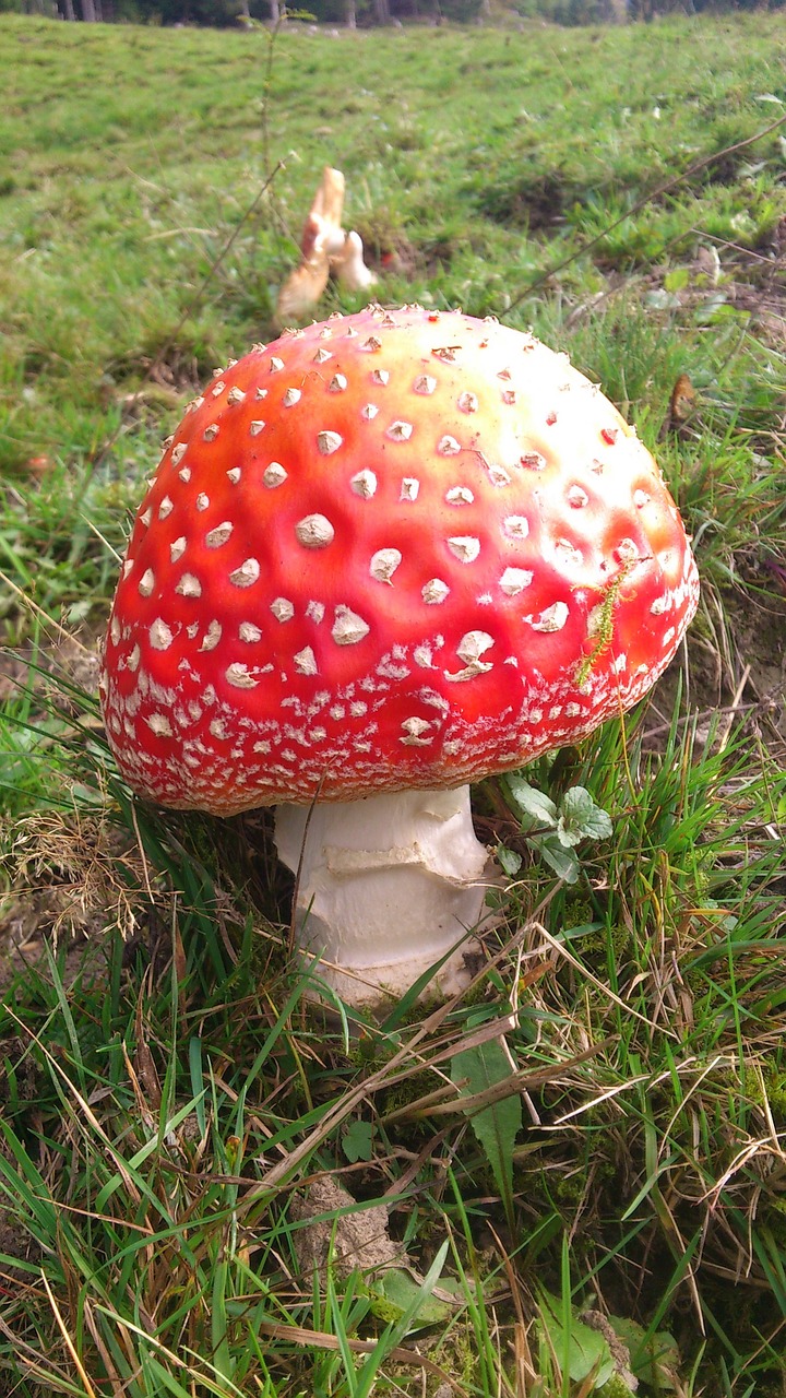 fly agaric nature colorful free photo