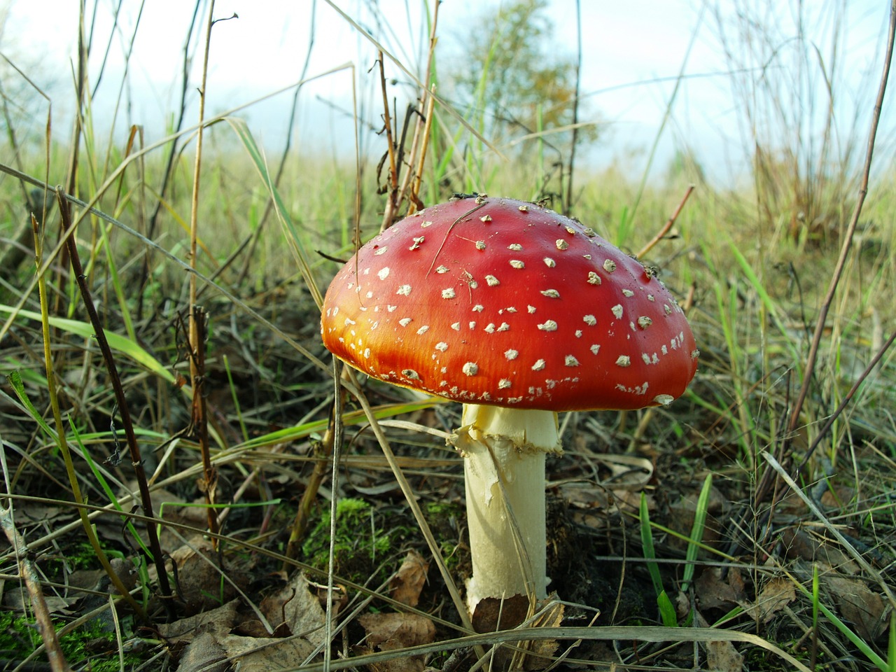 fly agaric mushroom red free photo