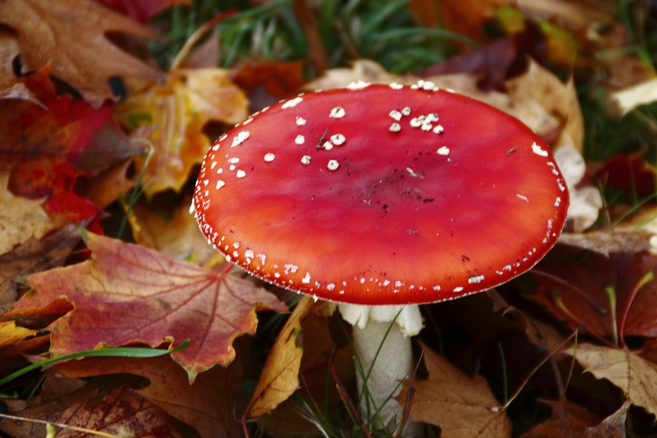 fly agaric mushroom leaves free photo