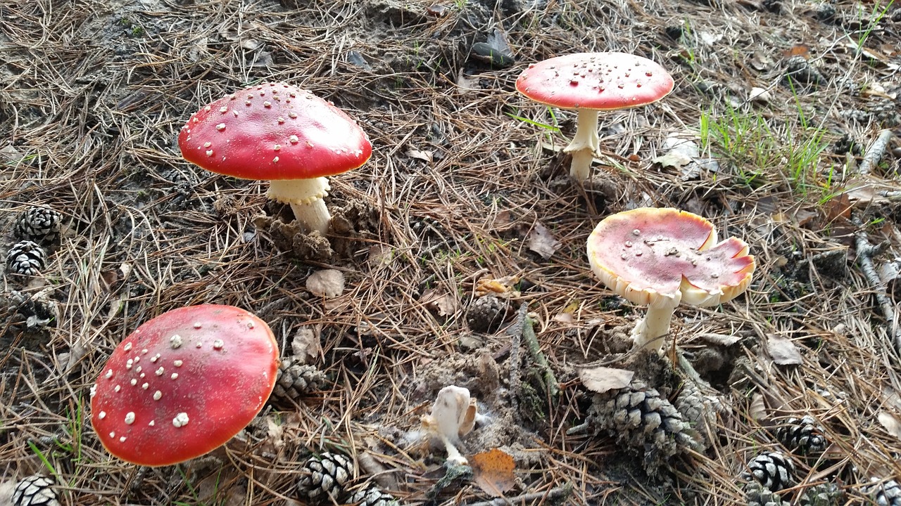 fly agaric forest nature free photo