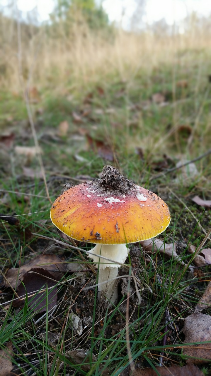 fly agaric nature forest free photo