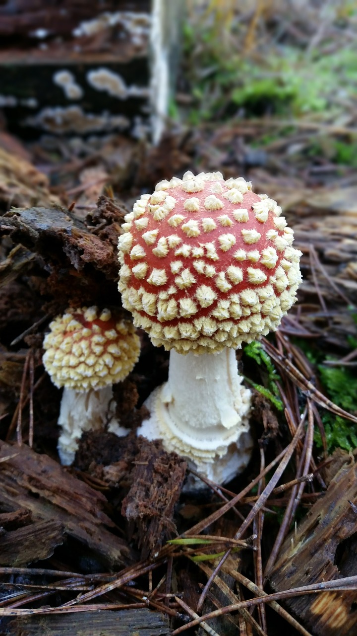 fly agaric toxic autumn free photo