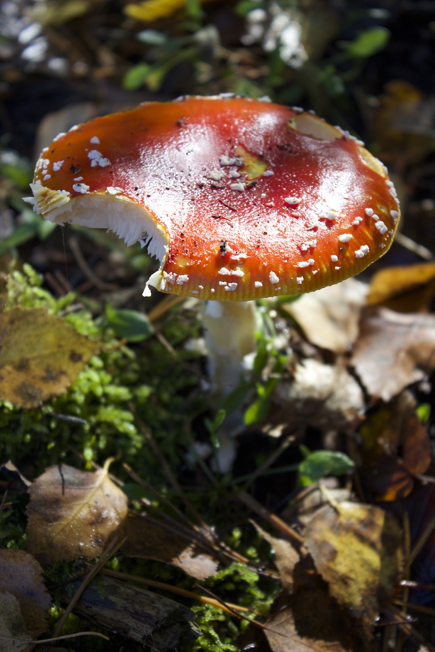 fly agaric autumn mushroom free photo