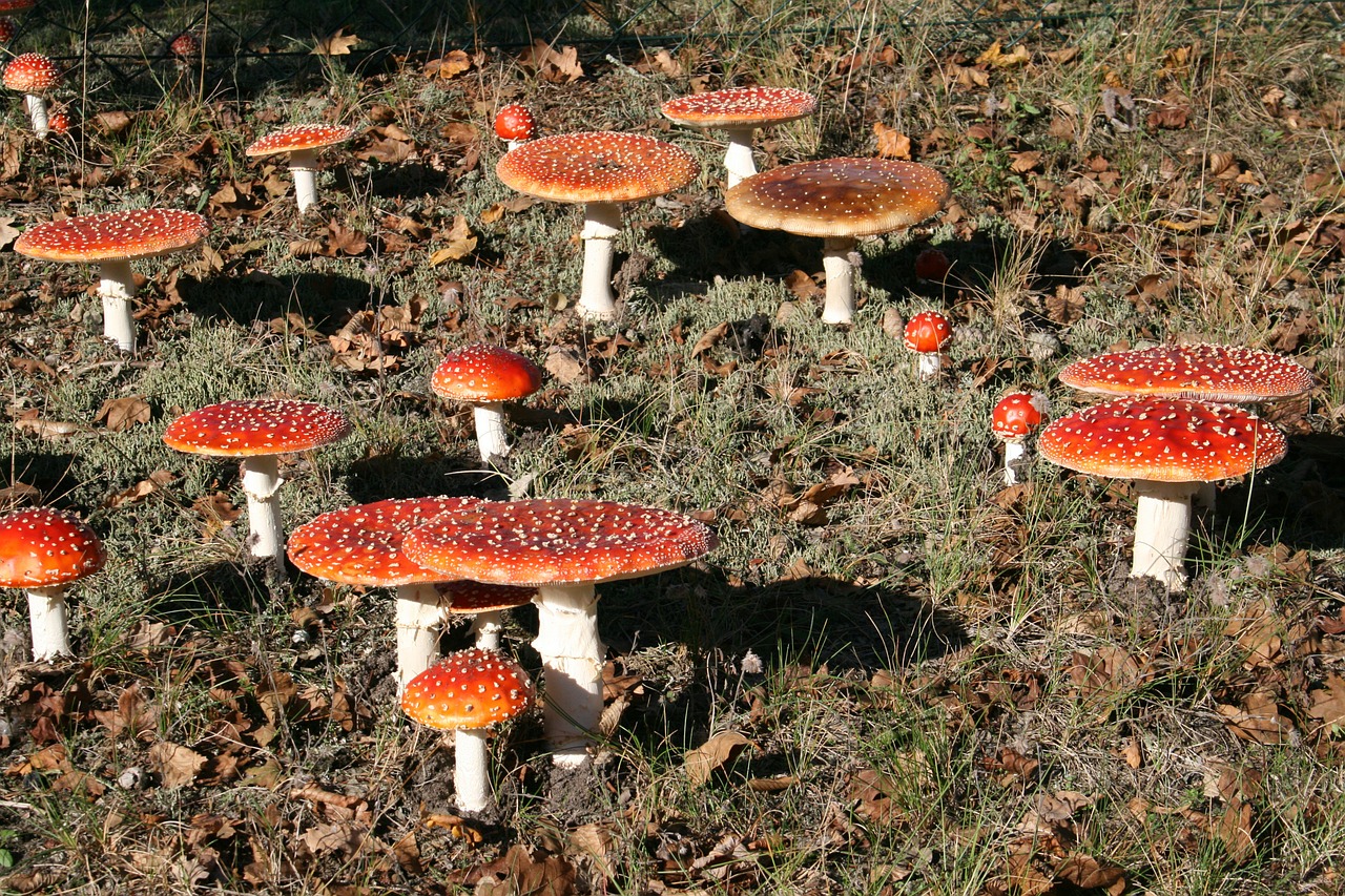 fly agaric mushrooms red free photo
