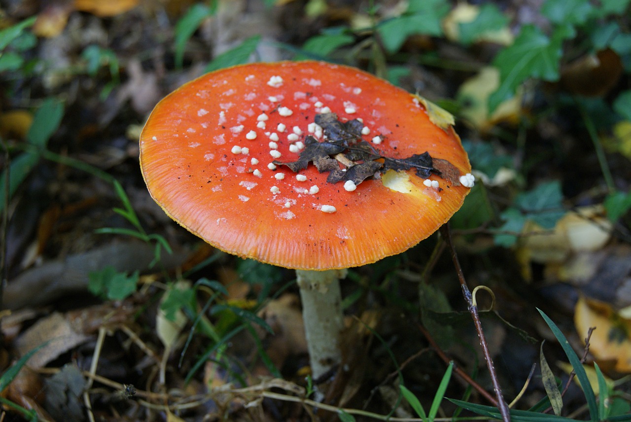 fly agaric forest toxic free photo