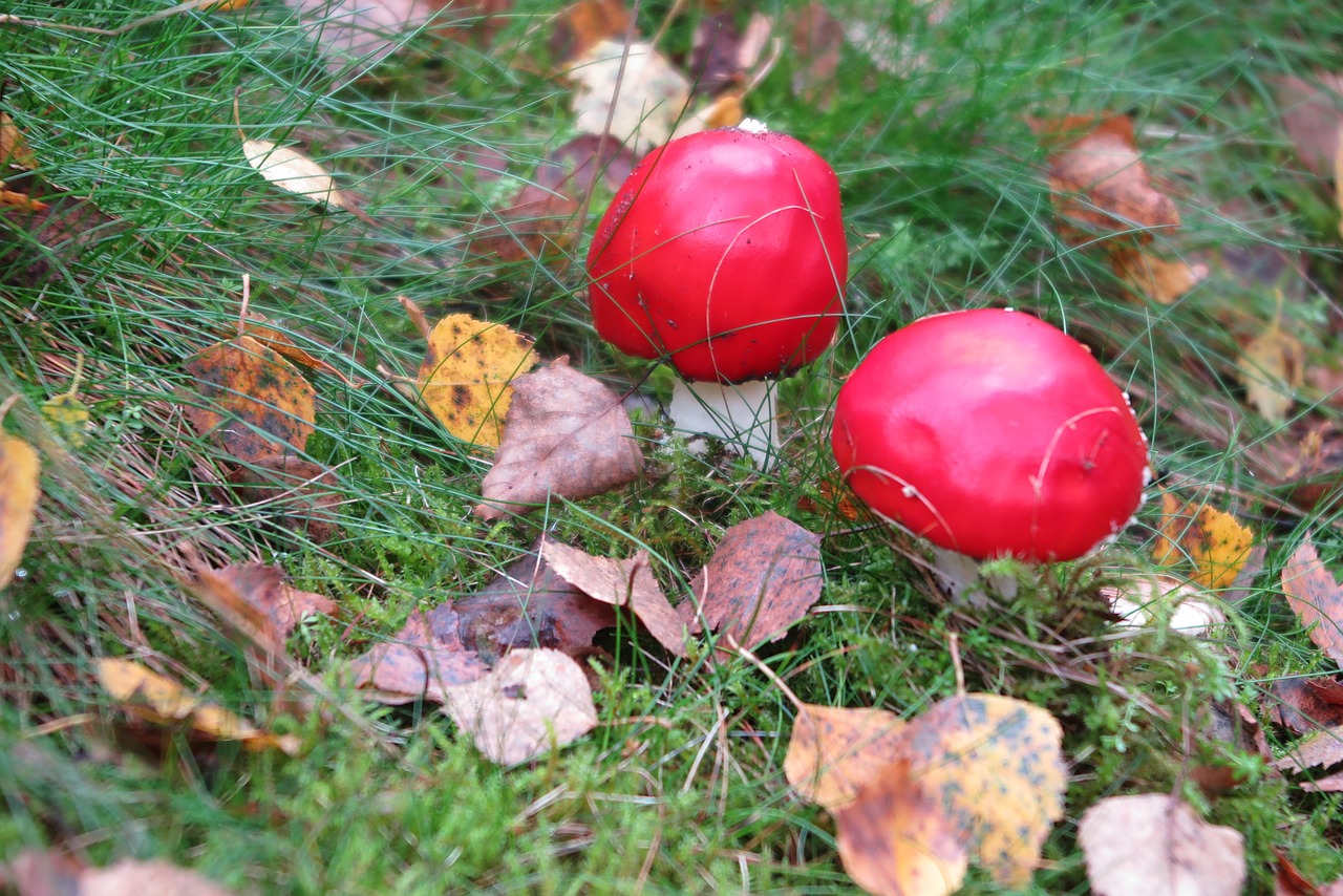 fly agaric nature autumn free photo