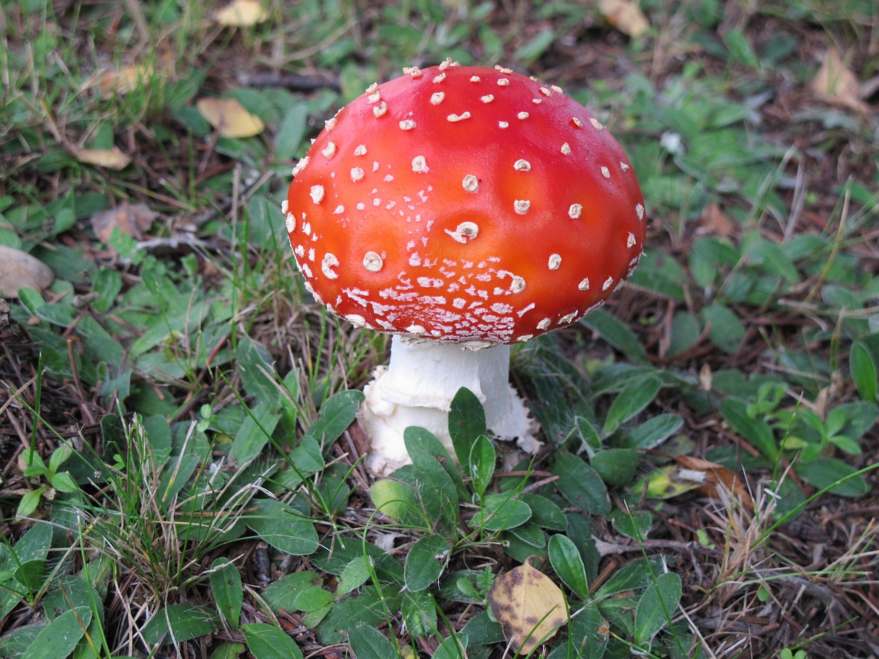 fly agaric mushroom autumn free photo