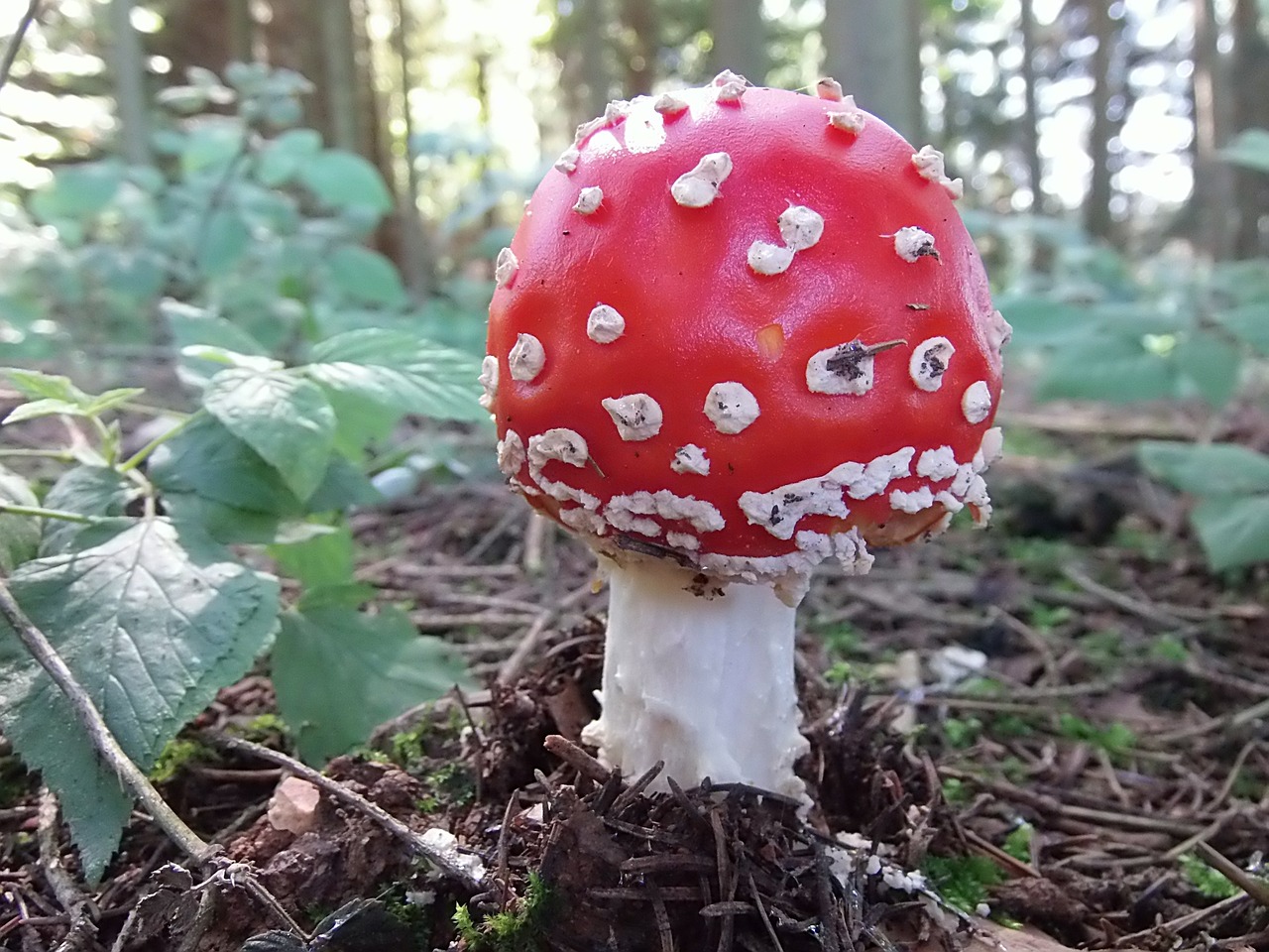 fly agaric forest red free photo