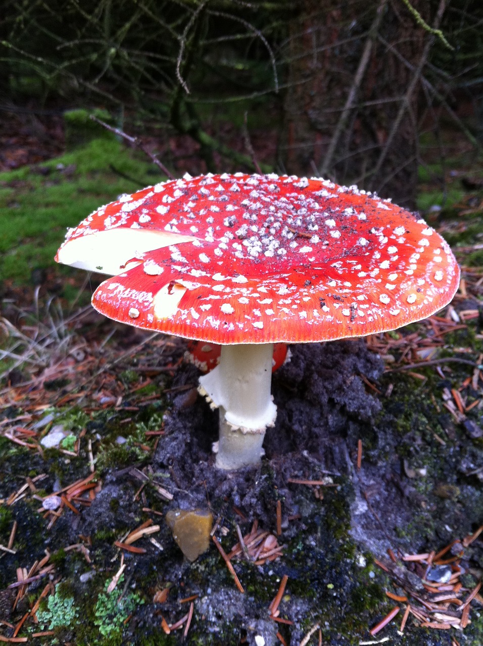 fly agaric mushroom forest free photo