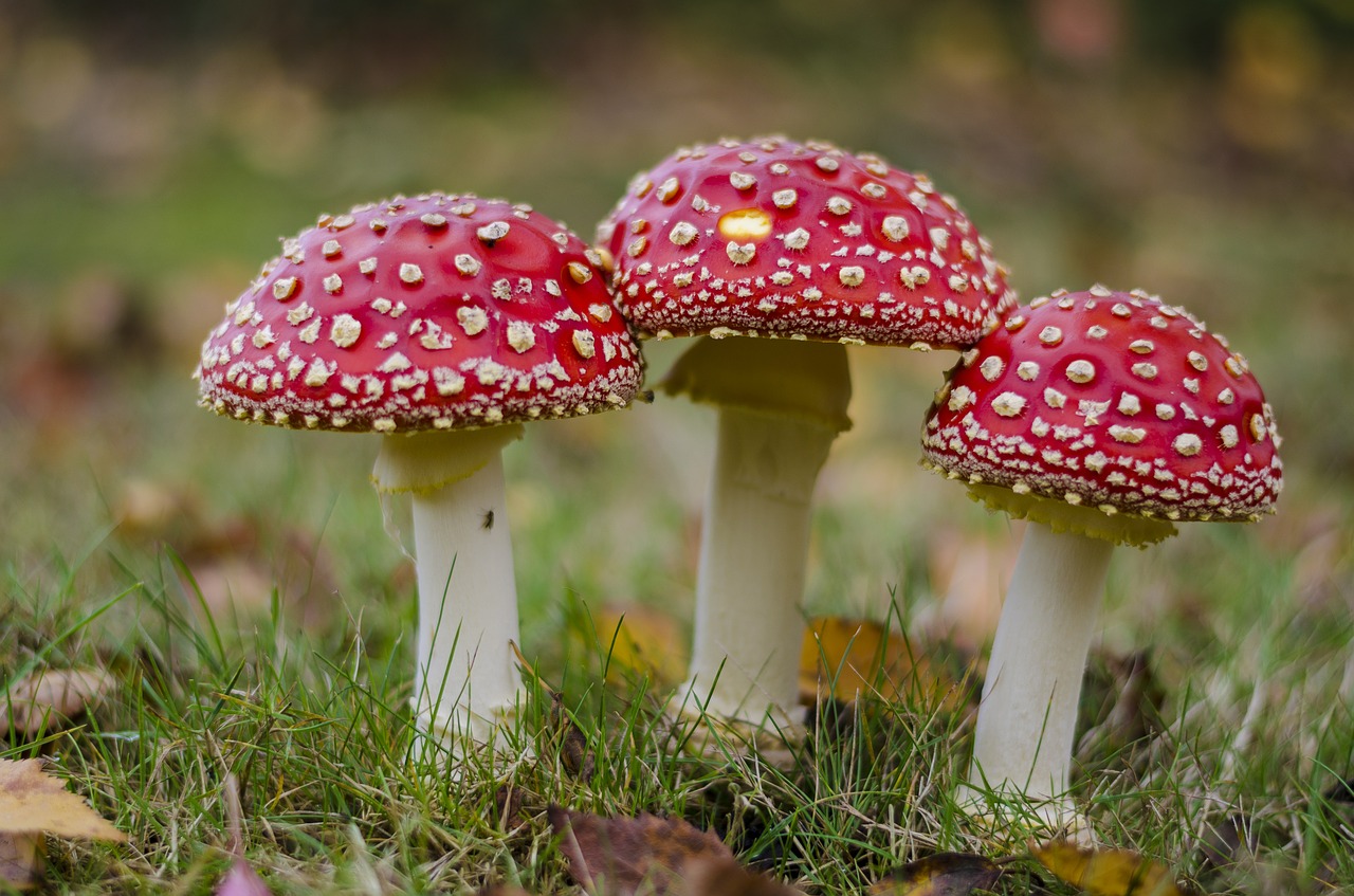 fly agaric grass mushroom free photo