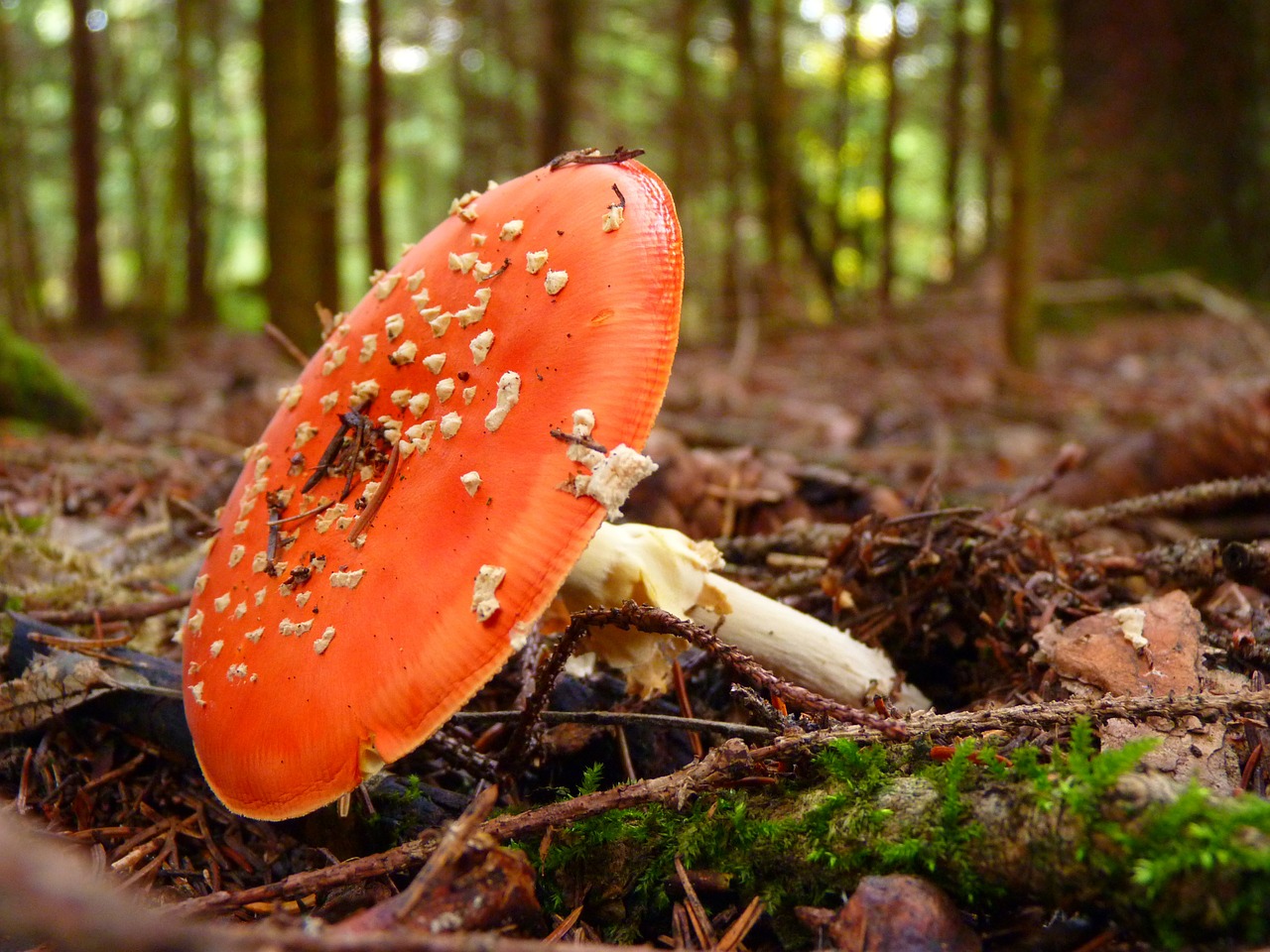 fly agaric pil red free photo