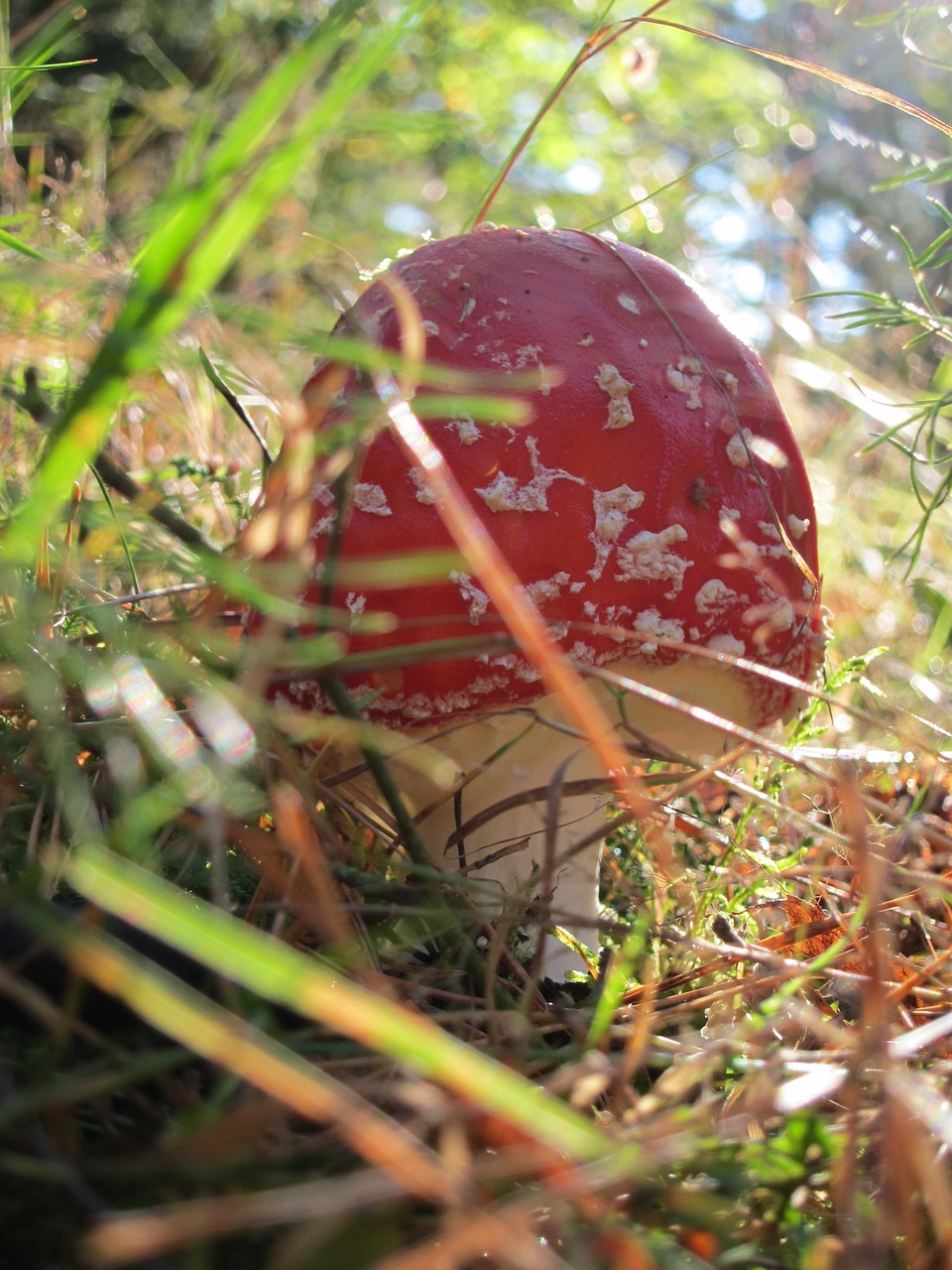 fly agaric mushroom forest free photo